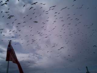 gannets