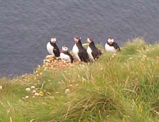 puffins at Sumburgh Head