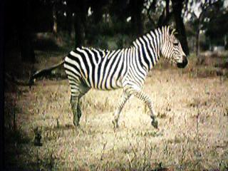 Zebra crossing