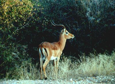 Springbok