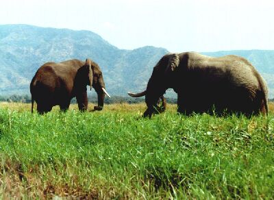 Elephants