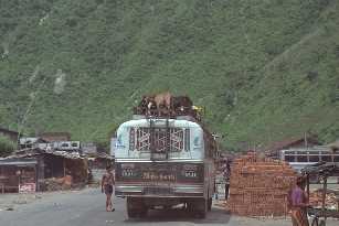 Goats on the bus