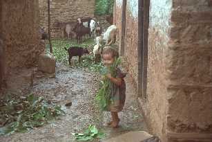 Feeding the waterbuffalo