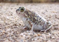 Spadefoot Toad