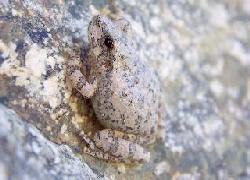 Canyon Tree Frog