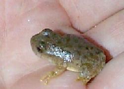 Baby Canyon Tree Frog