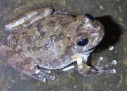 Canyon Tree Frog