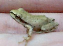 Pacific Tree Frog