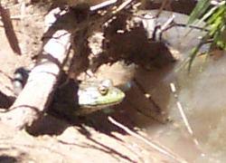 bullfrog