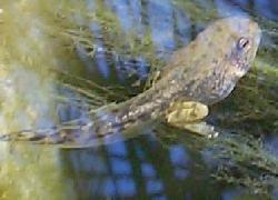 tadpole with legs