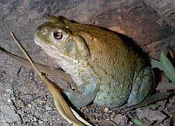 Sonoran Desert Toad