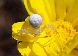 Goldenrod crab spider