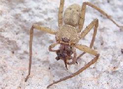 Spider on Kaua'i