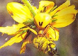 Goldenrod crab spider