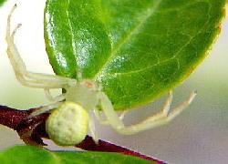 Goldenrod Crab spider