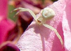 Crab spider