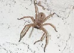 Giant Crab Spider