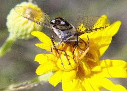 crab spider