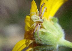 crab spider