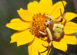 crab spider