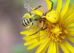 crab spider and prey