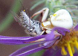 crab spider and prey