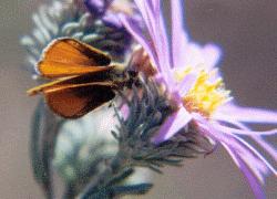 crab spider and prey