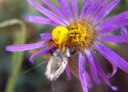 crab spider and prey