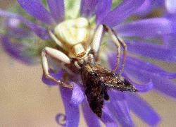 crab spider and prey