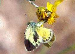 crab spider and prey