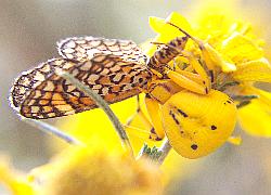 crab spider and prey