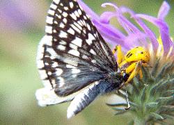 crab spider and prey