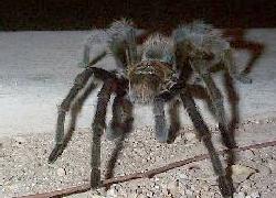 Desert Tarantula, male