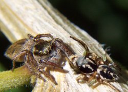 Jumping spiders