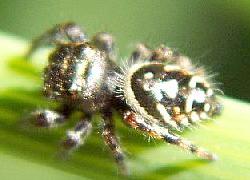 Jumping spider