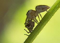 Jumping spiders