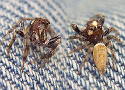 Jumping spider