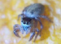 Jumping spider