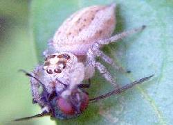 Jumping spider