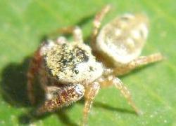 Jumping spider