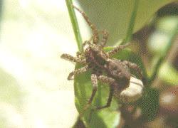 jumping spider