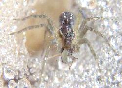 Tiny spider in dewdrop web