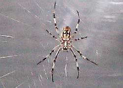 Black and Yellow Argiope