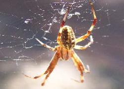 Garden Spider