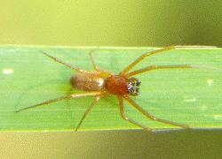 small green spider on leaf