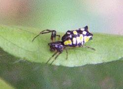 Micrathena spider