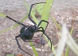 Black Widow with prey