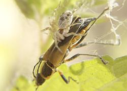 spider with soldier beetle