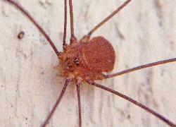 harvestman