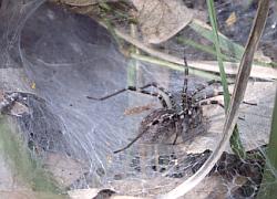 funnelweb spider